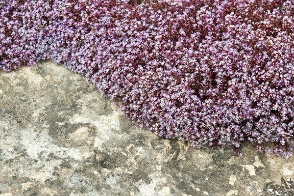 Sky Stone-crop (Sedum caeruleum)