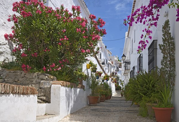 Alley with potted plants