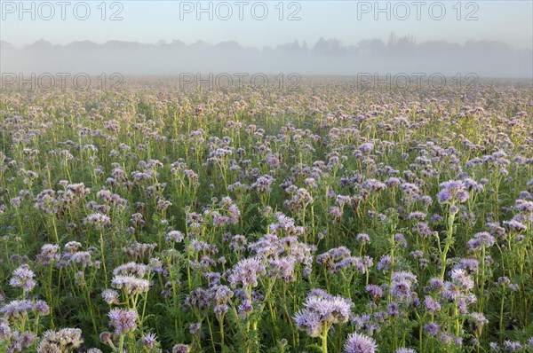 Field with Self-heal