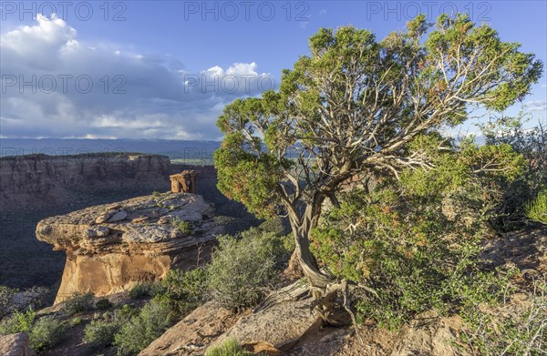 Utah Juniper (Juniperus osteosperma) in the evening light