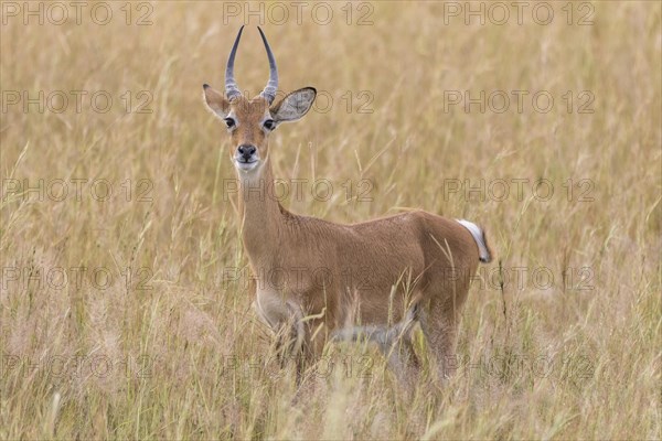 Ugandan Kob (Kobus kob thomasi)