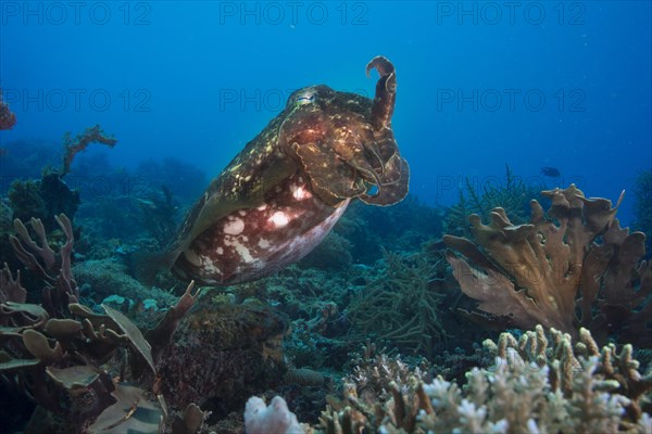 Broadclub Cuttlefish (Sepia latimanus)