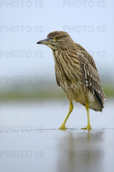 Black-crowned Night Heron (Nycticorax nycticorax)