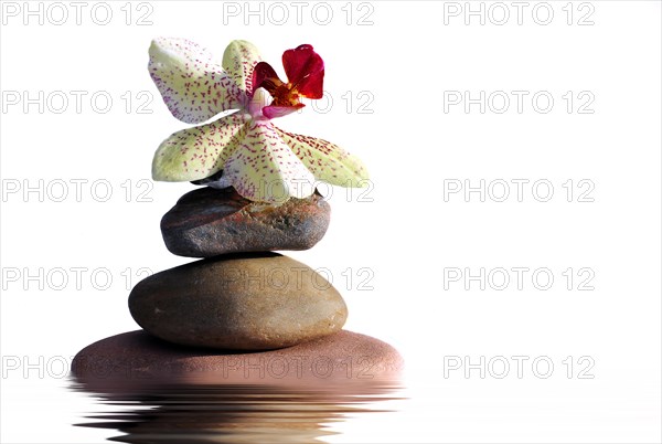 Stacked stones with an orchid