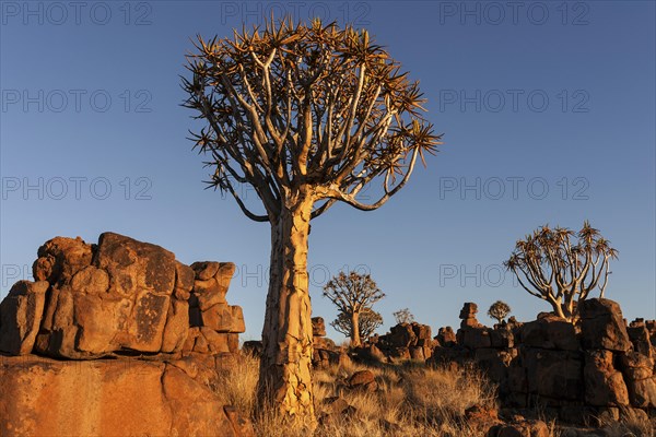 Quiver trees (Aloe dichotoma)