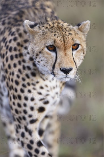 Cheetah (Acinonyx jubatus)