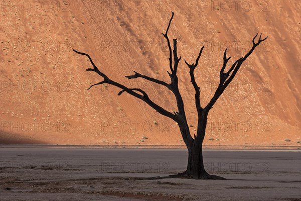 Dead camel thorn tree (Vachellia erioloba)