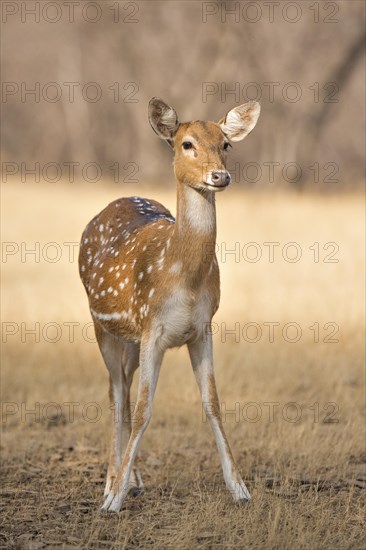 Chital