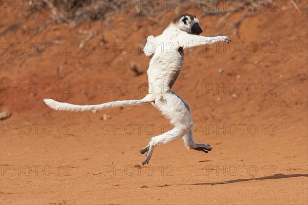 A 'dancing' Verreaux's Sifaka or White Sifaka (Propithecus verreauxi)