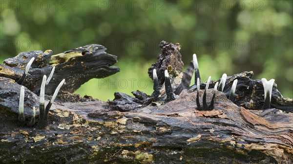 Candlestick fungus (Xylaria hypoxylon)