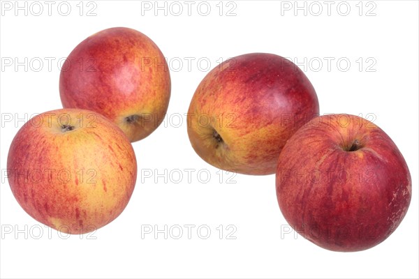 Apple variety Dorheimer Streifling