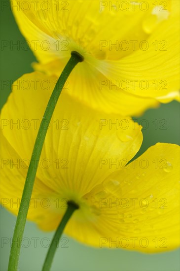 Yellow Iceland Poppy (Papaver nudicaule)