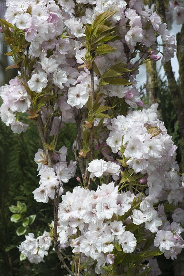 Japanese Cherry (Prunus serrulata)