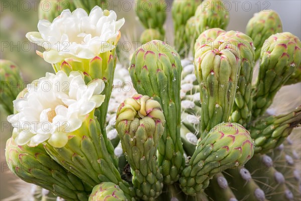 Flowers of Saguaro (Carnegiea gigantea)