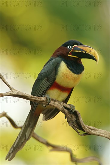 Chestnut-eared aracari (Pteroglossus castanotis) on a branch