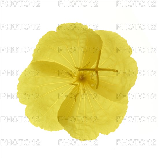 Common evening primrose (Oenothera biennis)