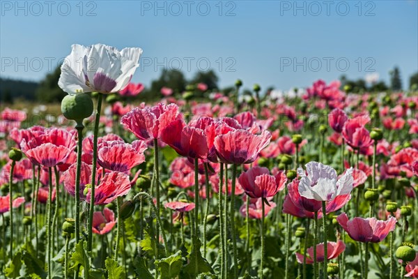 Opium Poppy (Papaver somniferum)