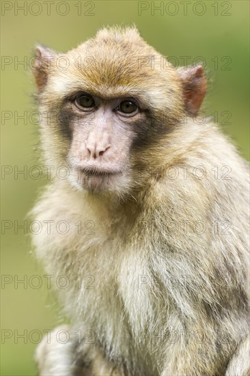 Barbary Macaque (Macaca sylvanus)