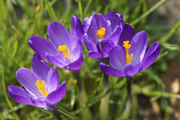 Crocuses (Crocus sp.)