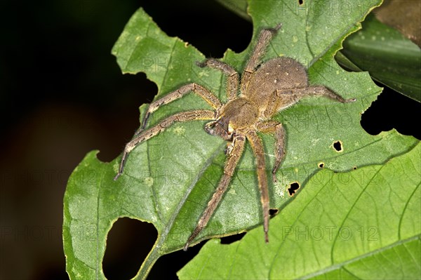 Brazilian Wandering Spider or Banana Spider