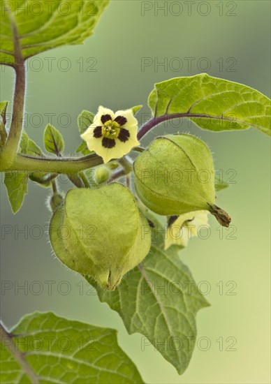 Strawberry groundcherry (Physalis pruinosa)