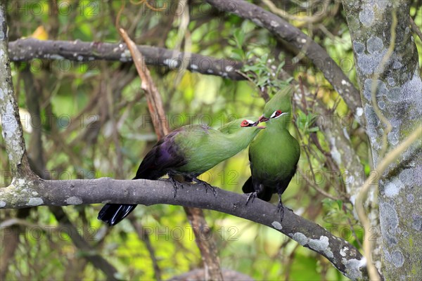 Guinea Turacos (Tauraco persa)