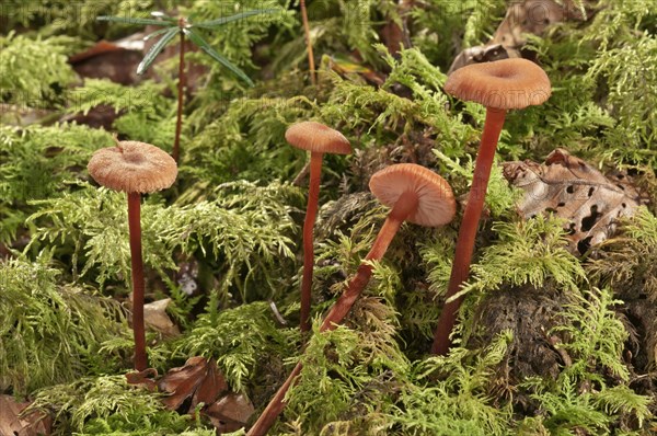 Waxy laccaria (Laccaria laccata)