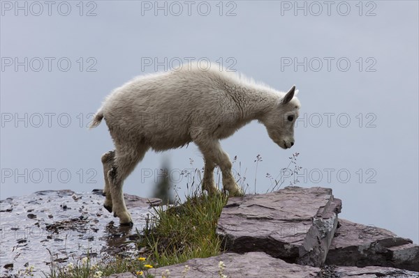 Mountain Goat (oreamnos americanus)