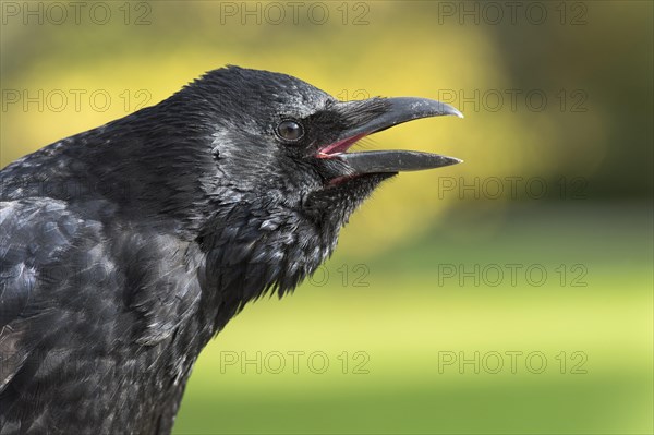 Carrion Crow (Corvus corone)