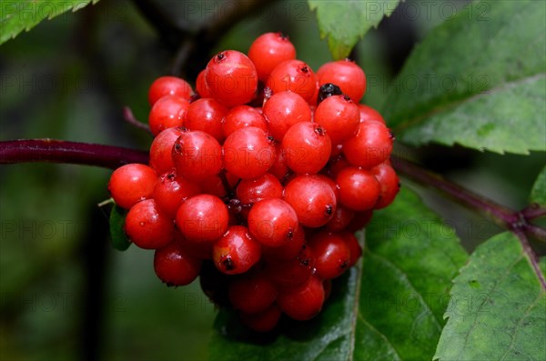 Red Elderberry (Sambucus racemosa)