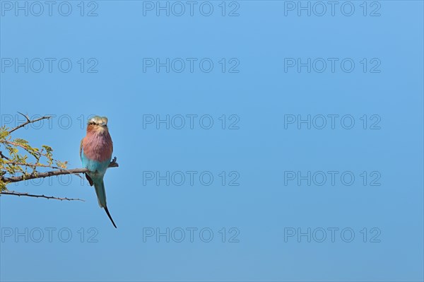 Lilac-breasted Roller (Coracias caudatus)