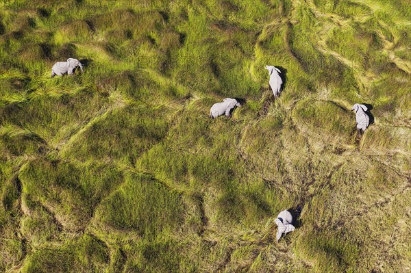 African Elephants (Loxodonta africana)