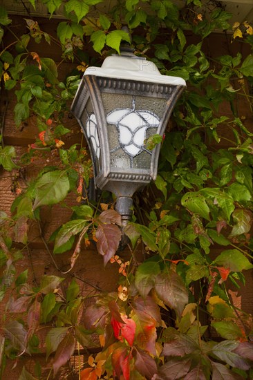 Vine covered house lamp in autumn