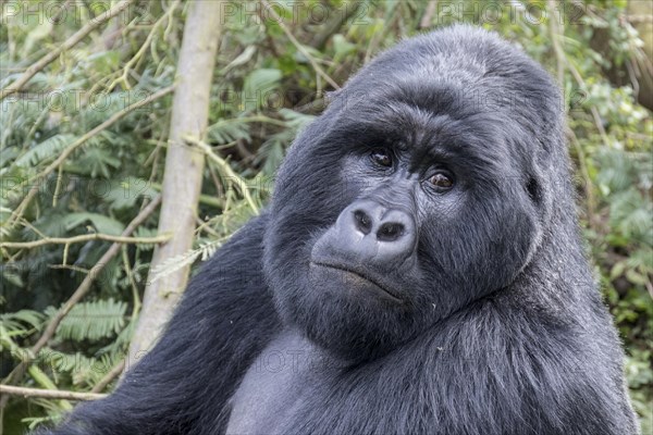 Mountain Gorilla (Gorilla beringei beringei) of the Nyakagezi group