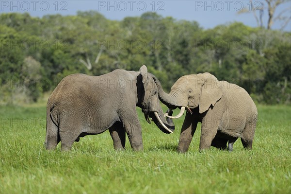 African Elephant (Loxodonta africana)