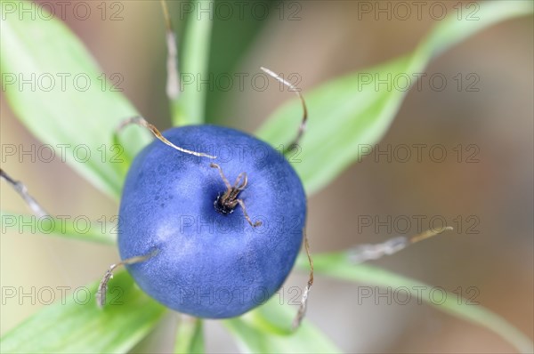 Herb Paris (Paris quadrifolia)