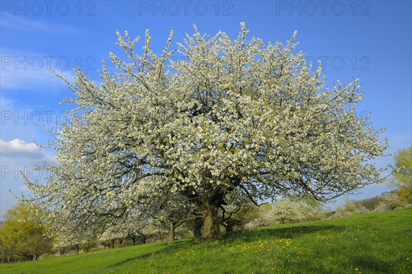 Sweet Cherry tree (Prunus avium)