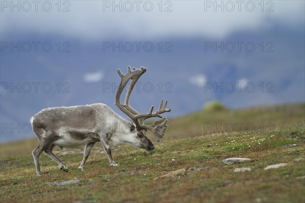 Svalbard Reindeer (Rangifer tarandus platyrhynchus) in the Fell