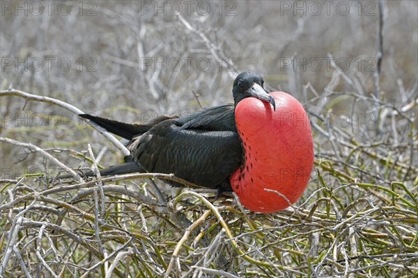 Great frigatebird (Fregata minor)