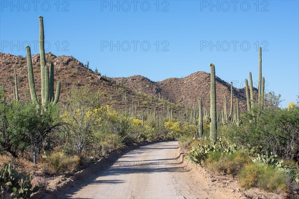 Road through cactus landscape of Saguaro National Park