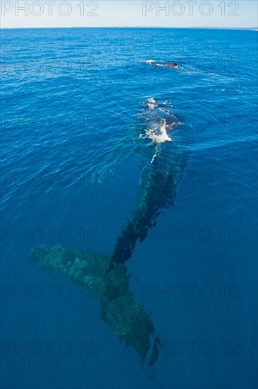 Humpback Whale (Megaptera novaeangliae)