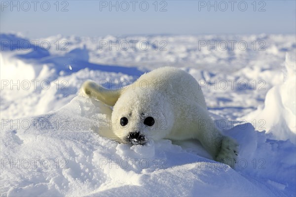 Harp Seal or Saddleback Seal (Pagophilus groenlandicus