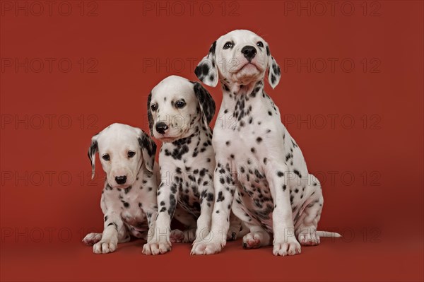 Three Dalmatian puppies