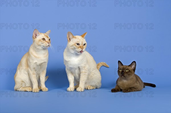 Three pedigree Burmese cats