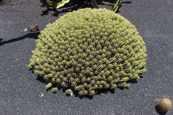 Euphorbia echinus