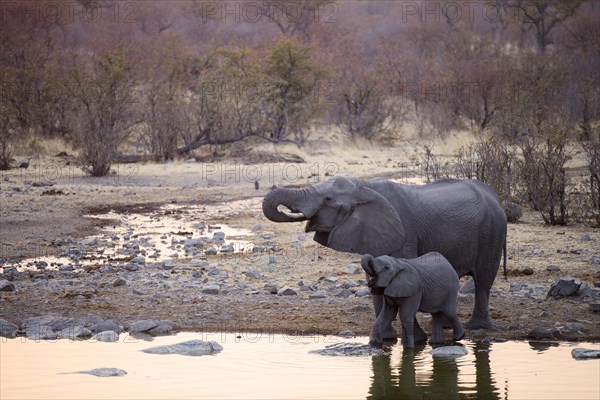 African elephants (Loxodonta africana)