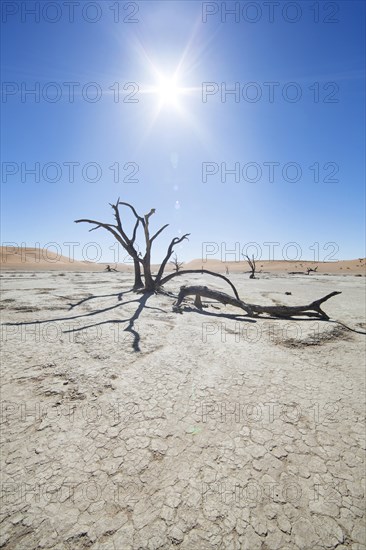 Dead trees in backlight