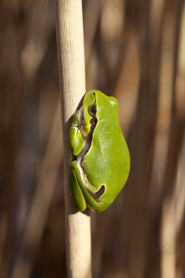 European Tree Frog or European Treefrog (Hyla arborea) perched on reed