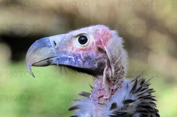 Lappet-faced Vulture (Aegypius tracheliotus syn Torgos tracheliotus)