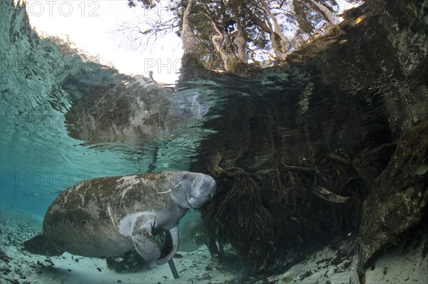 West Indian Manatee (Trichechus manatus)